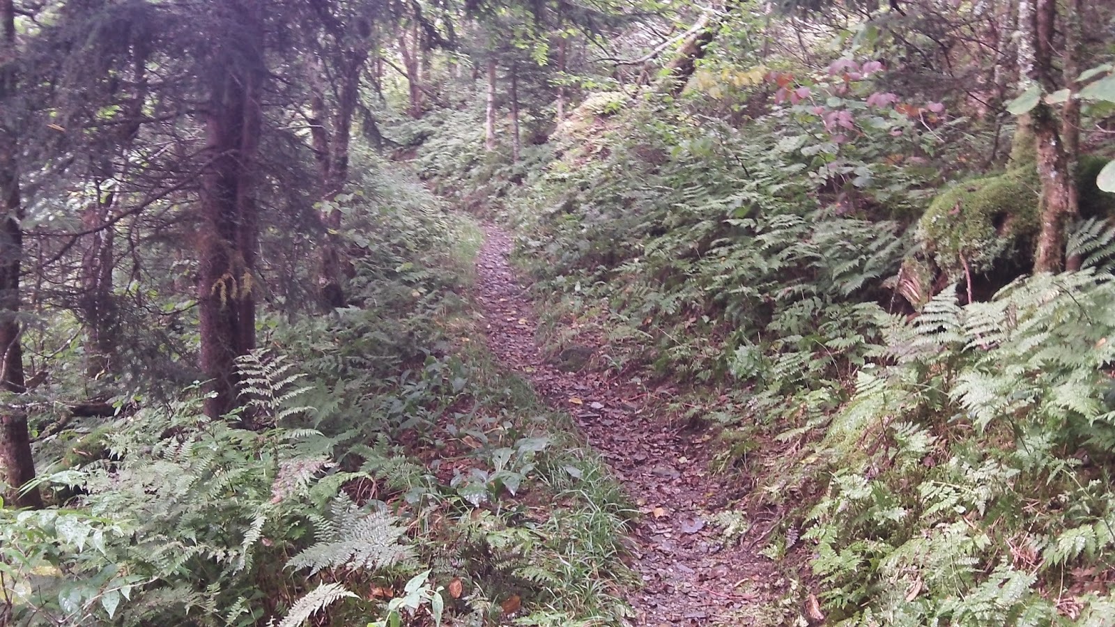 TriCorner Knob Shelter