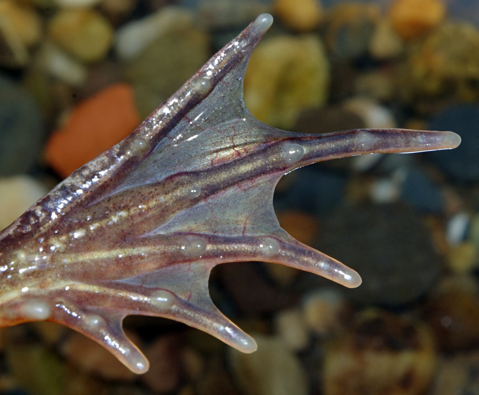 Bienvenue chez les CM2 de l'école ND !: 416. Français / Exposé : Tout