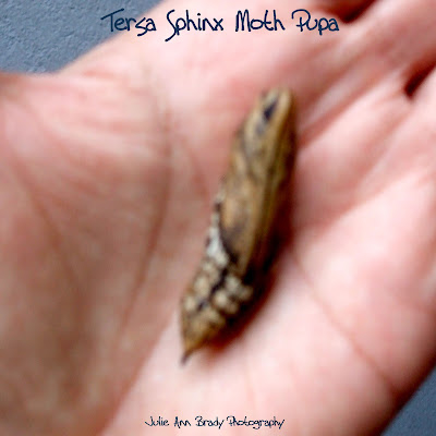 Tersa Sphinx Moth Pupa - Leesburg, Florida, December 21, 2016 Tersa Sphinx Moth Pupa - Leesburg, Florida, December 21, 2016