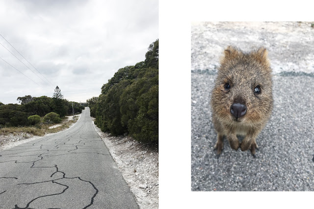 rottnest island quokka