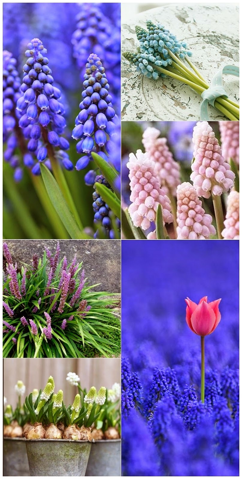 Quilling Circul Magic Muscari Spring Flowers Multicolor Quilling Circul Magic Muscari Spring Flowers Multicolor