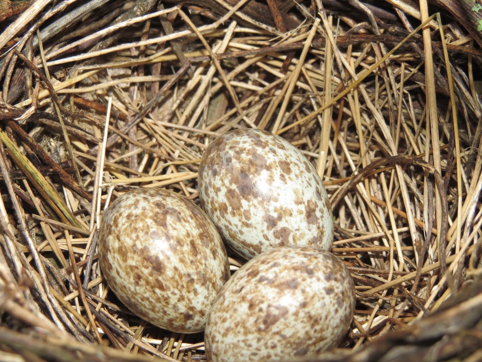 Blue Jay Barrens Eastern Towhee Nest