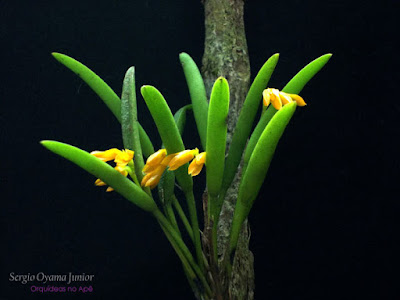 Micro Orquídea Pleurothallis sonderana