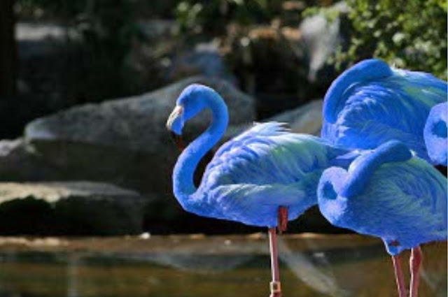 No caso das outras cores; azul, o roxa, o amarela e outras mais, não existe alimento capaz de deixar o flamingo nessas tonalidades, Portanto, apenas o uso de 