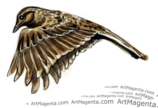 Skylark sketch painting. Bird art drawing by illustrator Artmagenta