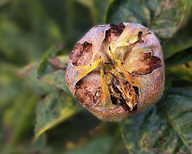 Close up a medlar fruit