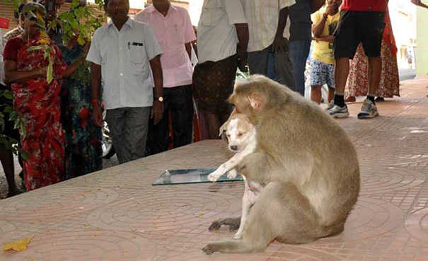 Un mono adopta un perro