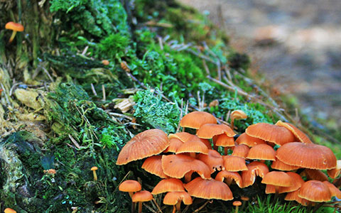 Maple tree root rot with mushroom conks diseased and dying