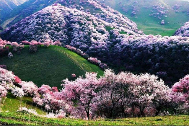Uma viagem através das 12 mais belas florestas do mundo elfandarilha