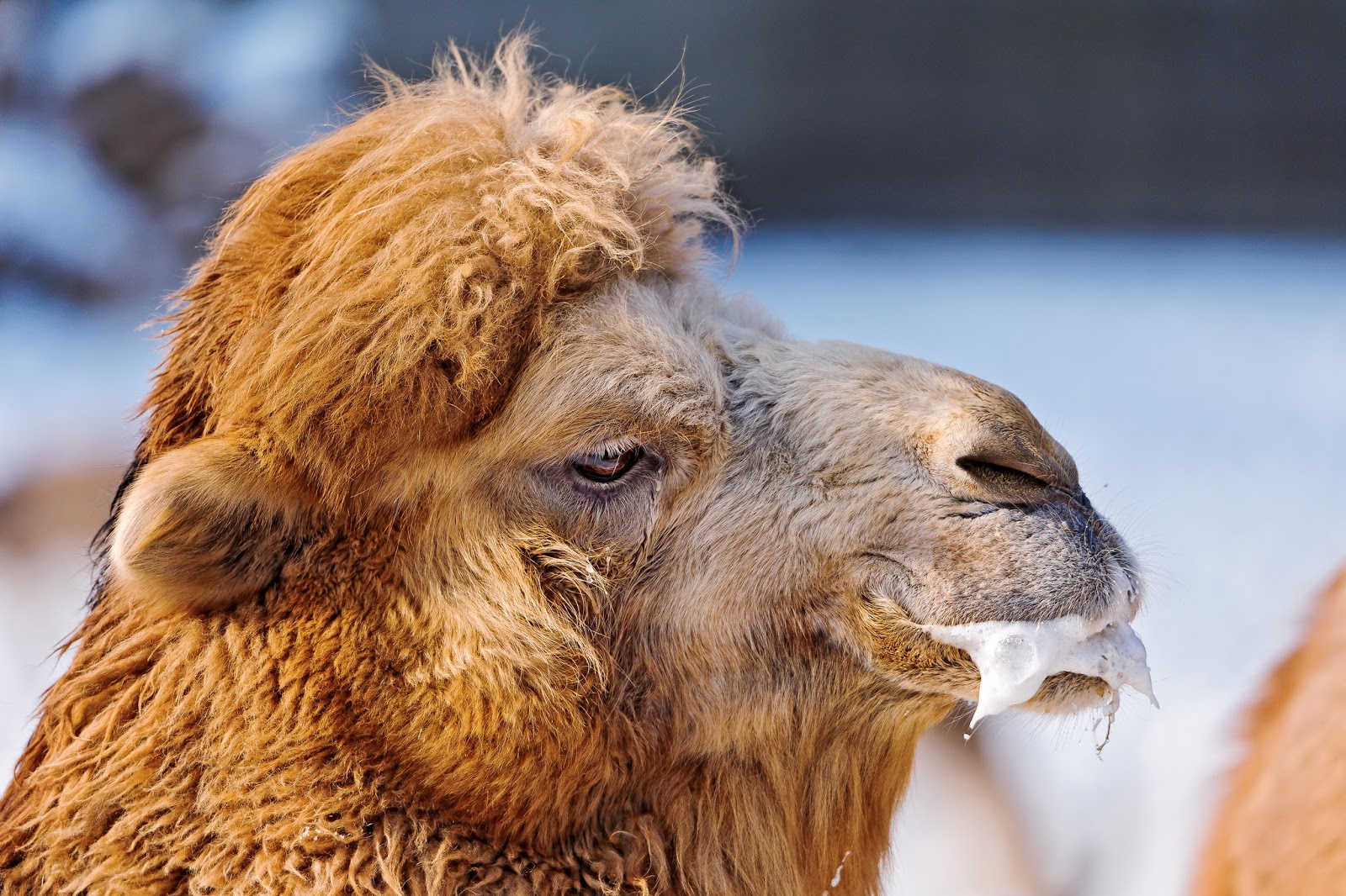 "Foam at the mouth" nghĩa là gì?