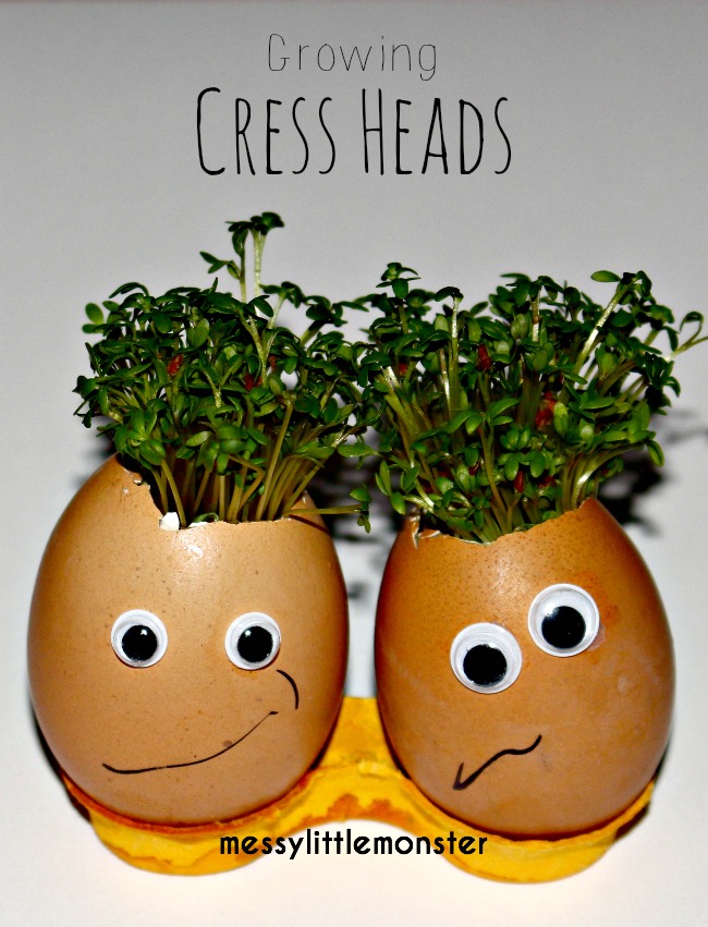 Preschooler growing activity/ simple science. How to grow cress using an egg shell and cotton wool.  Kids will love designing their own characters. 