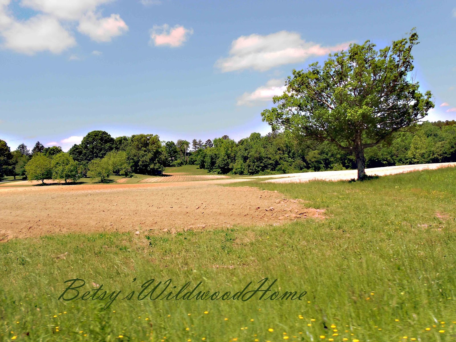 Betsy's Wildwood Home Buffalo springs (clarkesville 2)