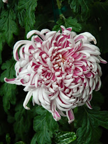 Allan Gardens Conservatory Fall Chrysanthemum Show 2014 white pink frilled mum by garden muses-not another Toronto gardening blog 