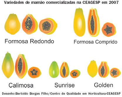 Variedades de mamão comercializadas na CEAGESP em 2007