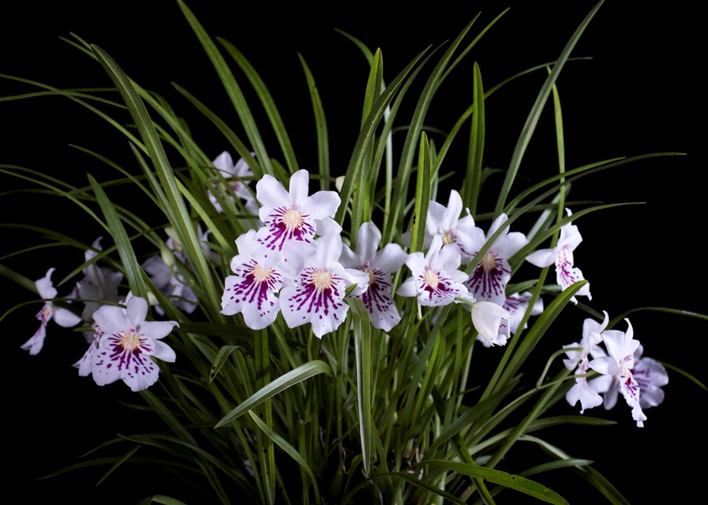 Miltoniopsis phalaenopsis care and culture | Travaldo's blog