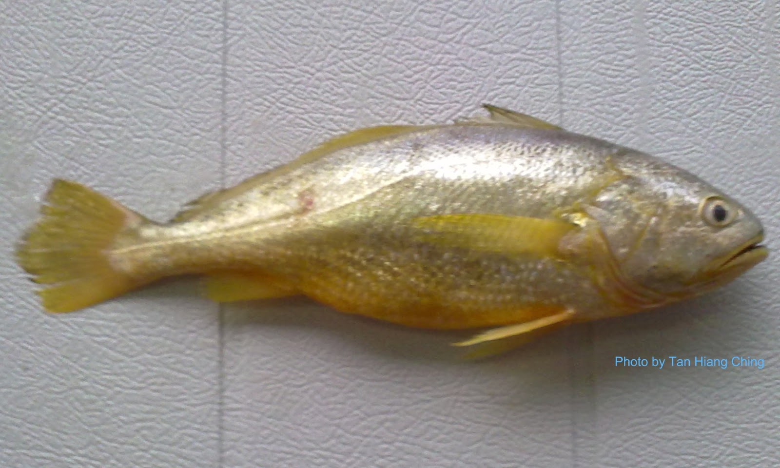 Gelama fish