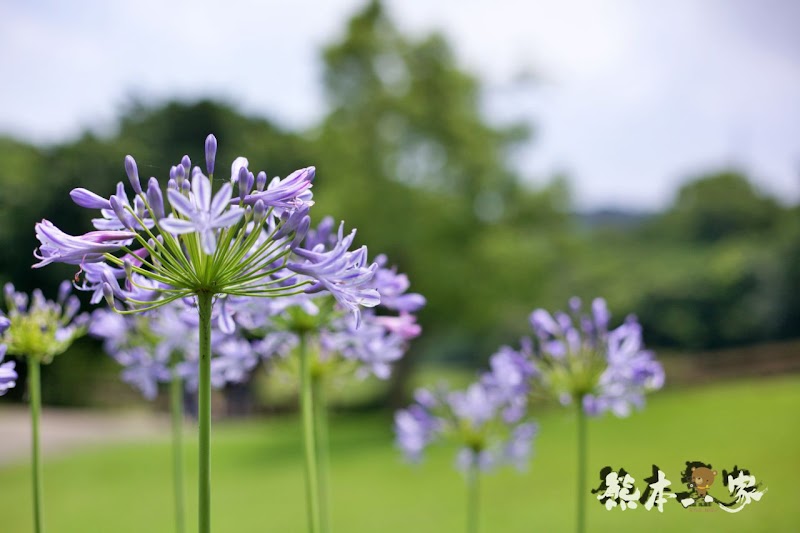 草原活動區+水域生態區 一秒到歐洲|苗栗飛牛牧場|最美牧場和大草原~野餐嬉戲觀乳牛、人工濕地護自然