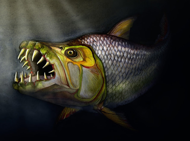 Goliath Tiger Fish