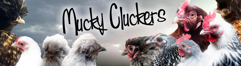 Mucky Cluckers - chickens blog