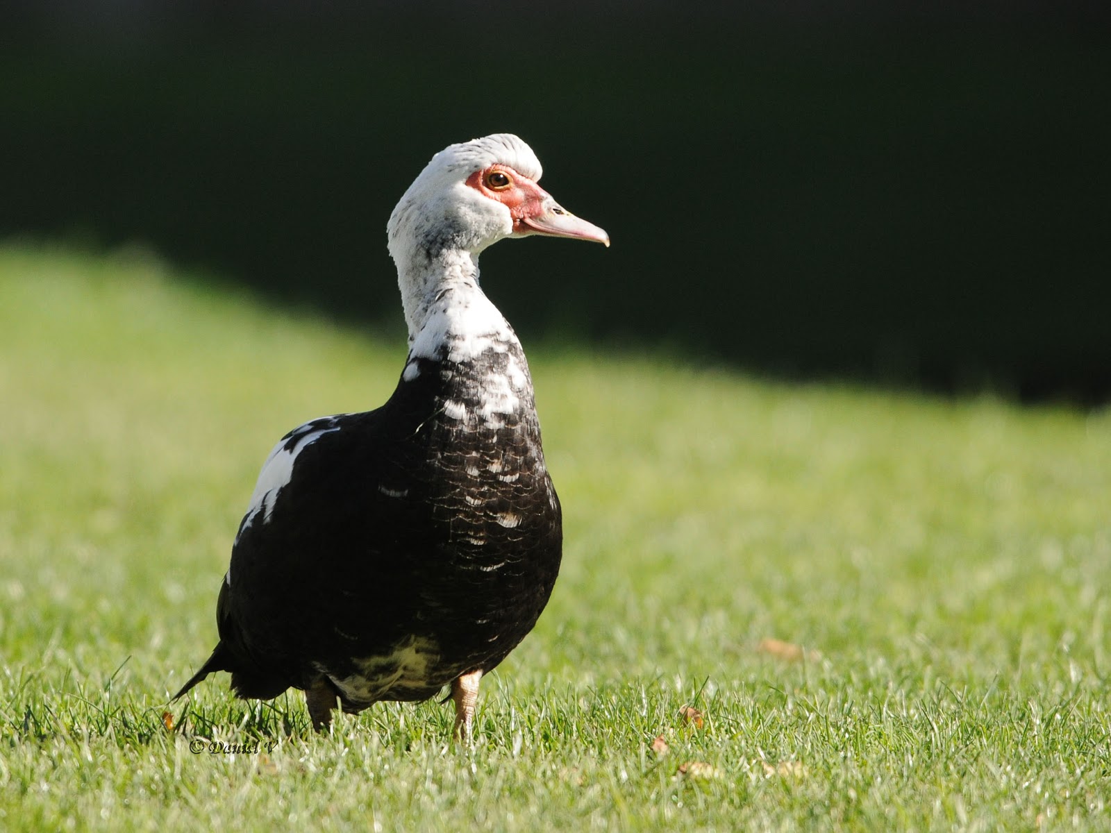 Les oiseaux du 27 Canard de barbarie, Cairina moschata Les oiseaux du 27 Canard de barbarie, Cairina moschata