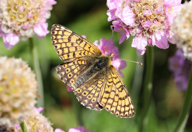 Glanville Fritillary - Isle of Wight Glanville Fritillary - Isle of Wight