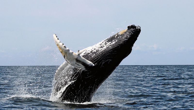 Mammals Animals: Humpback stellwagen edit
