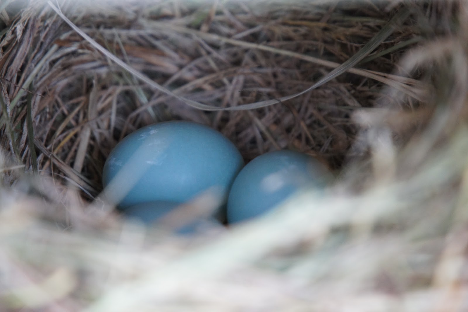 A Native Backyard The Bluebirds' Second Clutch of Eggs )