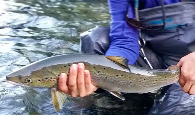 A cute Bonaventure salmon grilse. I love their pointy faces. A cute Bonaventure salmon grilse. I love their pointy faces.