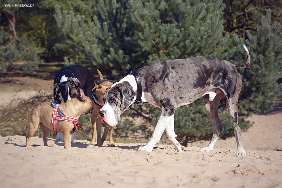 Hundeblog Genkibulldog - Mit Hund auf den Sanddünen im Stadtwald Speyer Hundeblog Genkibulldog - Mit Hund auf den Sanddünen im Stadtwald Speyer
