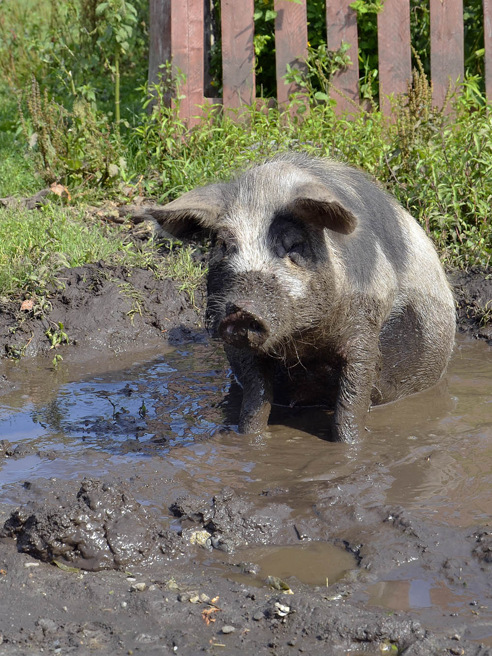 Свинья в грязи картинки Свинья в грязи картинки