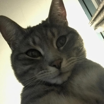 cat singles looking for another cat