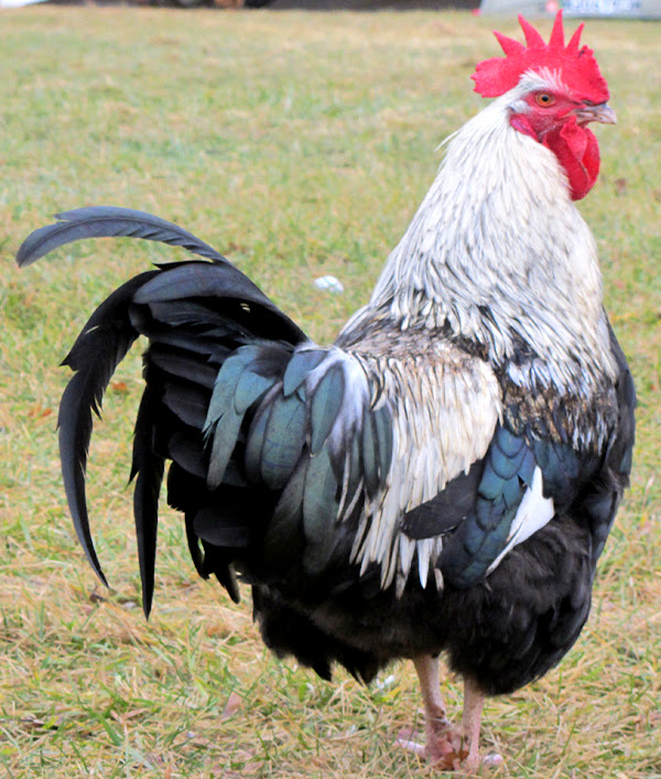 dorking chicken, dorking chickens, raising dorking chickens, caring dorking chickens, breeding dorking chickens, feeding dorking chickens, dorking chicken housing, how to raise dorking chickens, how to care for dorking chickens, guide for caring dorking chickens, guide for raising dorking chicken, tips for dorking chicken rearing, dorking chicken farming, commercial dorking chicken farming, dorking chicken farming business, commercial dorking chicken farming business, how to start dorking chicken farming business