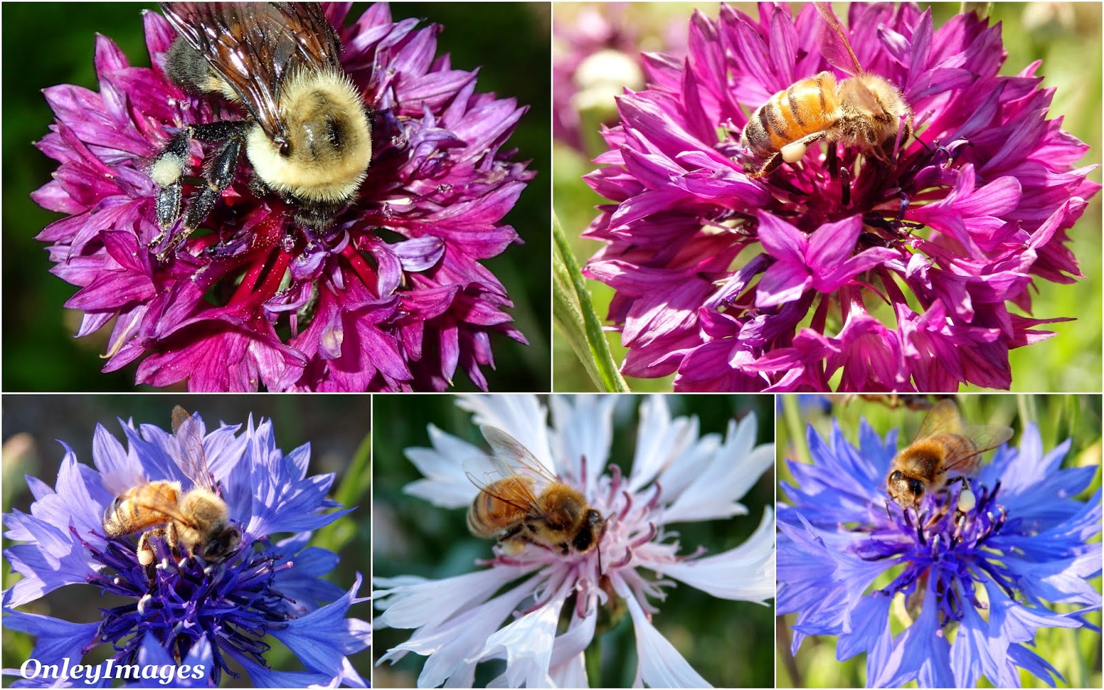 What do you know about cornflowers What do you know about cornflowers