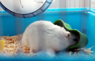hamster cobaye cobayes, soins, sante, animal, preventifs,vétérinaire,examen,traitement