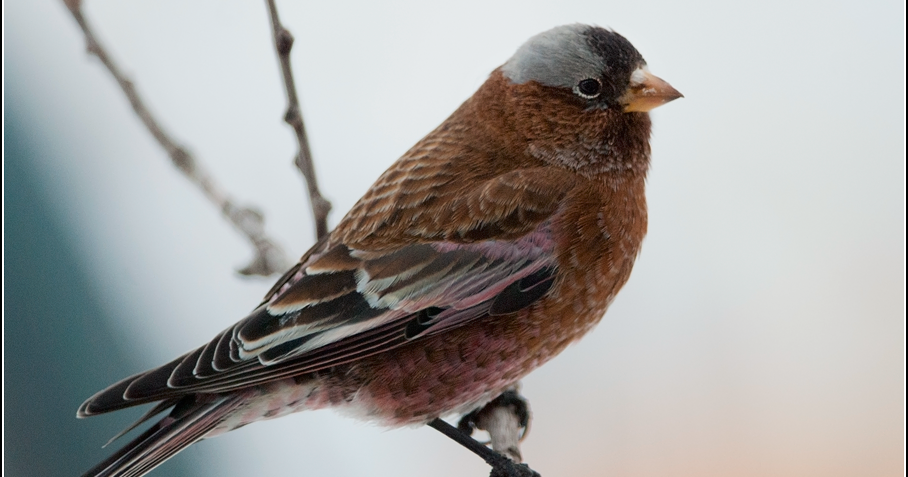 ontario birds and herps 2016 2017 ontario winter bird list ontario birds and herps 2016 2017 ontario winter bird list