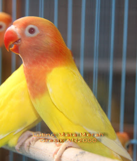 Burung Love Bird