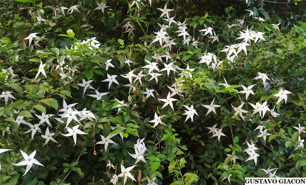 Viveiro Ciprest - Plantas Nativas e Exóticas: Estrela do Norte ou Jam Fruit  de Frutos Compridos ( Rosenbergiodendron longiflorum )