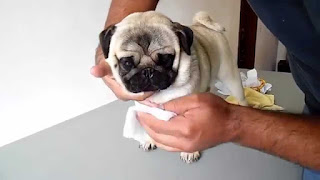 Consejos para cuidar a los Pugs Consejos para cuidar a los Pugs