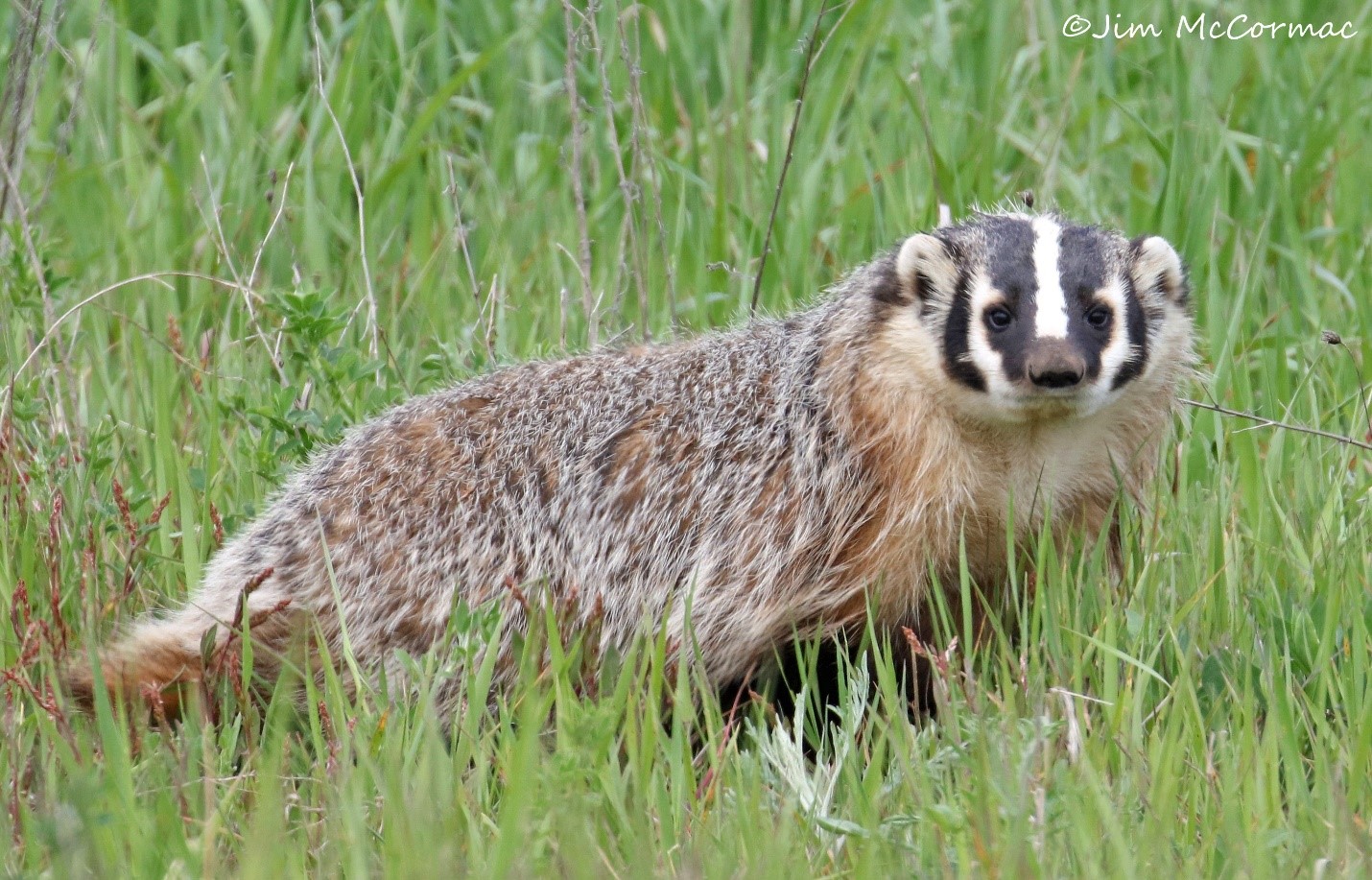 Ohio Birds and Biodiversity A fortuitous badger encounter!
