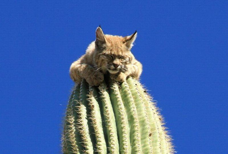Dan and Susan's Excellent Adventure Cactus cat