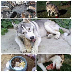 Husky Facts Husky Food