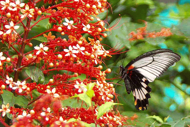 butterfly, gif, red flowers