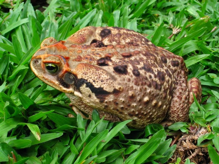Que Estrutura Ajuda O Sapo Cururu Se Locomove