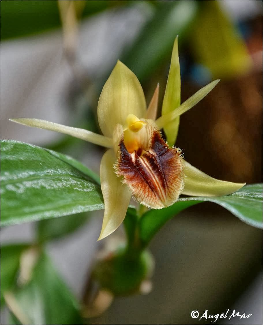 Orquídeas Blog de Angel Mar Coelogyne ovalis (En plena