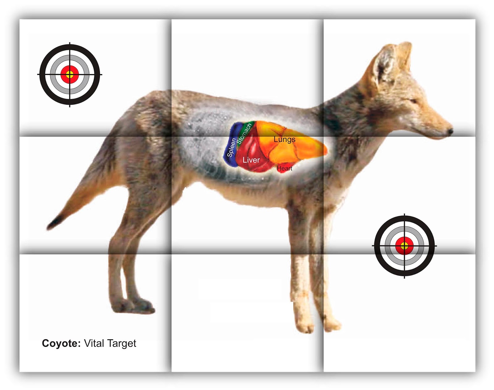 printable-targets-print-your-own-animal-shooting-targets