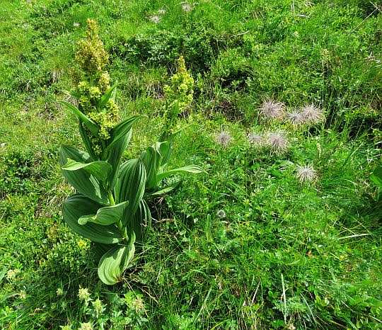 Ciemiężyca zielona, strzemieszyca (Veratrum lobelianum Bernh.). Ciemiężyca zielona, strzemieszyca (Veratrum lobelianum Bernh.).