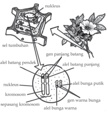 Letak gen dan alel pada kromosom Letak gen dan alel pada kromosom