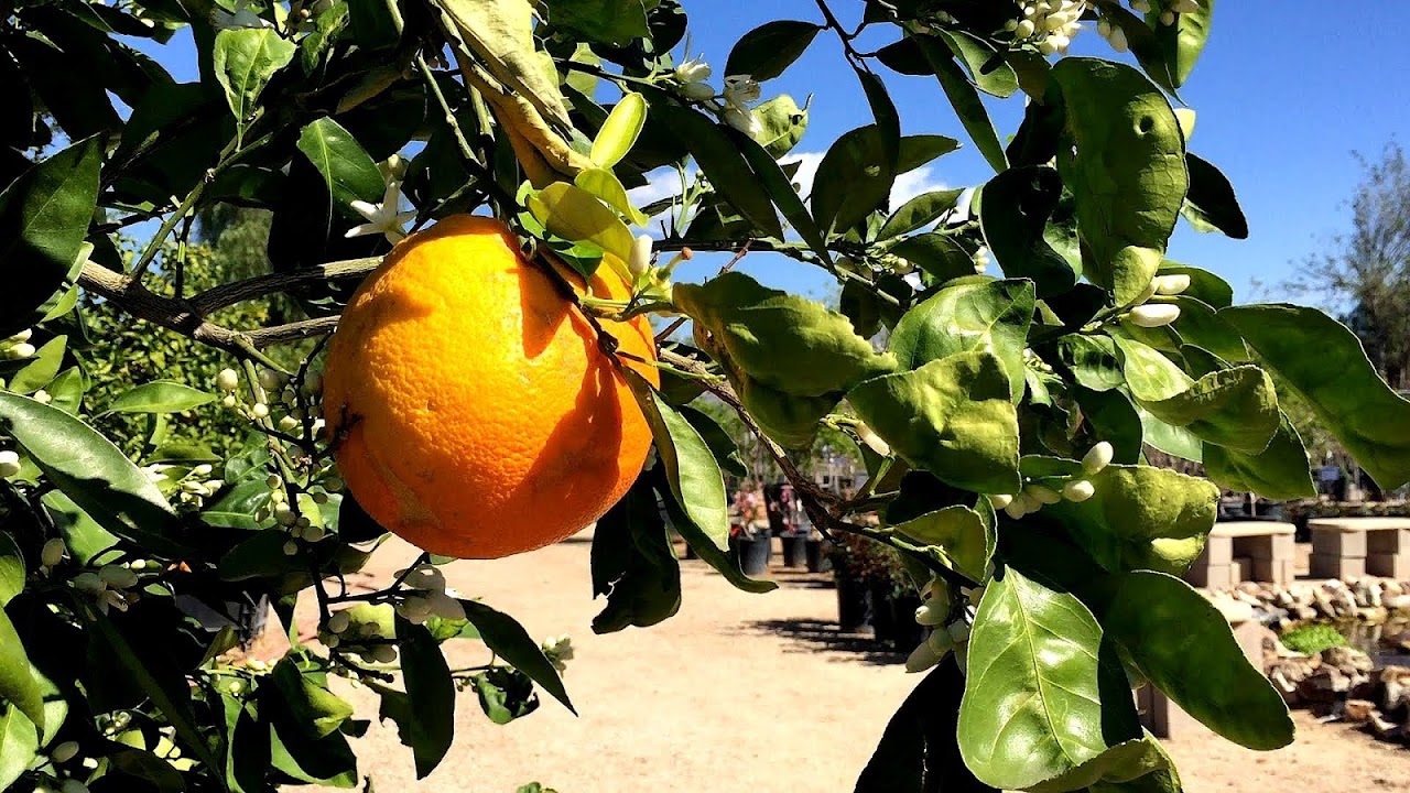 Grapefruit Tree Pruning Tree Choices