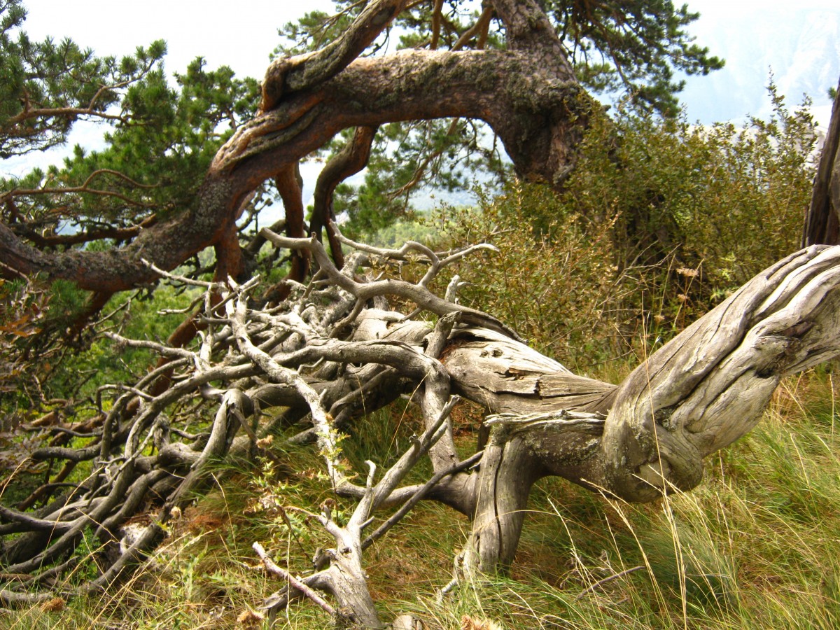 Perakaran Akar  Pohon  Fungsi Karakteristik dan Sistem 