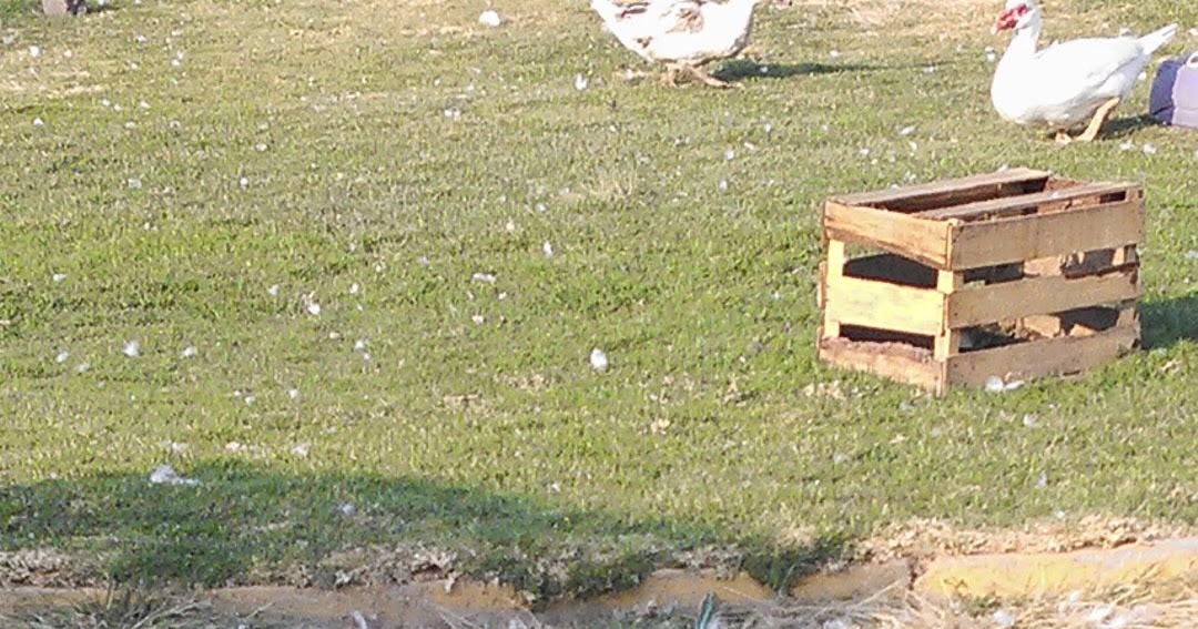 Ixtapaluca Informa. ¿Aún no conoces?, Granja de animales en San Buenaventura, Ixtapaluca. Ixtapaluca Informa. ¿Aún no conoces?, Granja de animales en San Buenaventura, Ixtapaluca.